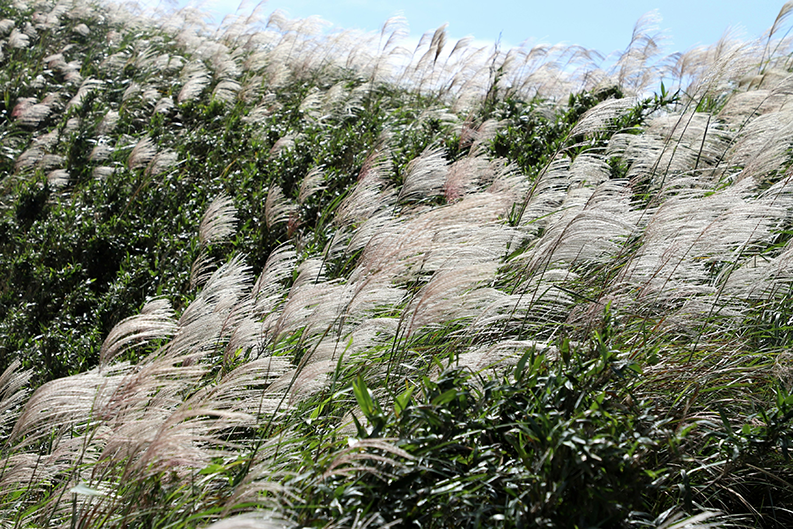 Le Miscanthus giganteus, plante cultivée pour 20 ans sans intrants, est récolté sec en copeaux et s’utilise en combustible pour des chaudières biomasse et en paillage dans les espaces verts.