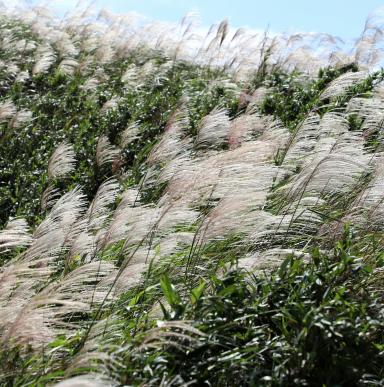 Le Miscanthus giganteus, plante cultivée pour 20 ans sans intrants, est récolté sec en copeaux et s’utilise en combustible pour des chaudières biomasse et en paillage dans les espaces verts.